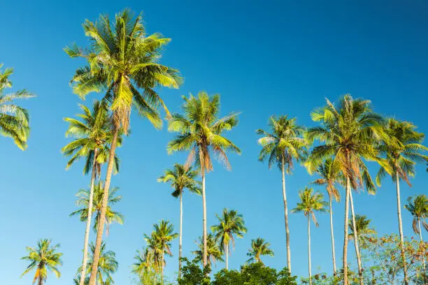 Photo of Beautiful coconut palm tree on blue sky