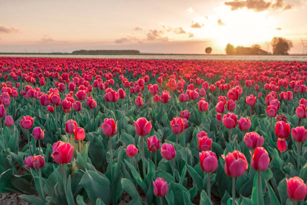 istock Fields of blooming red tulips during sunset in Holland 1135292104