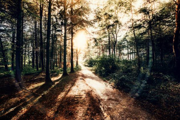 soirée en forêt - apercevoir le bout du tunnel photos et images de collection