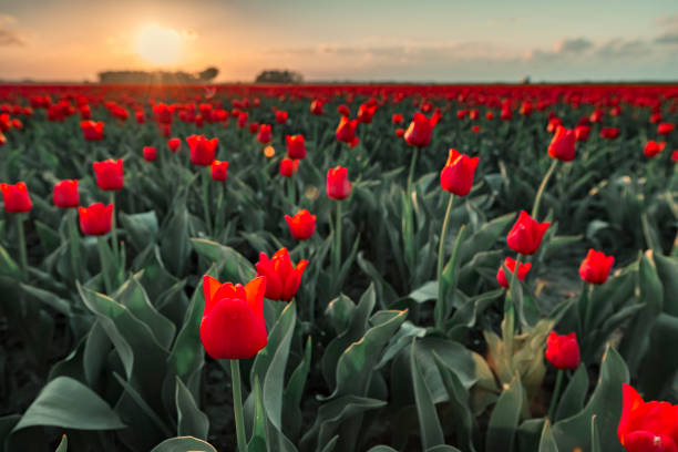 istock Fields of blooming red tulips during sunset in Holland 1135292434