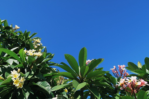 Frangipani Trees