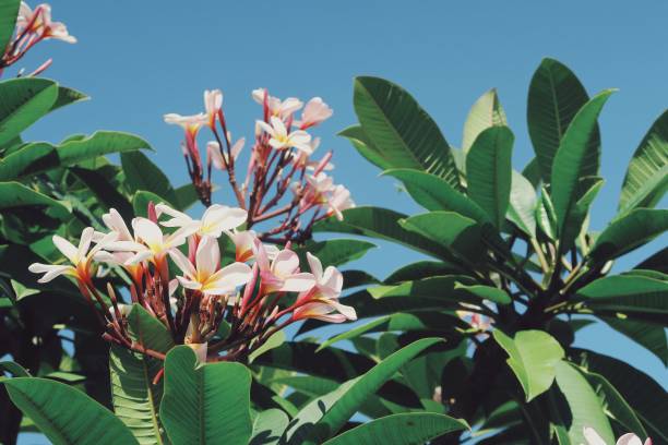 istock Pink Frangipani Flower Tree 1135293265