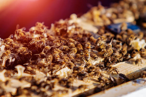 Many busy bees working and crawling on the frames in the beehive.