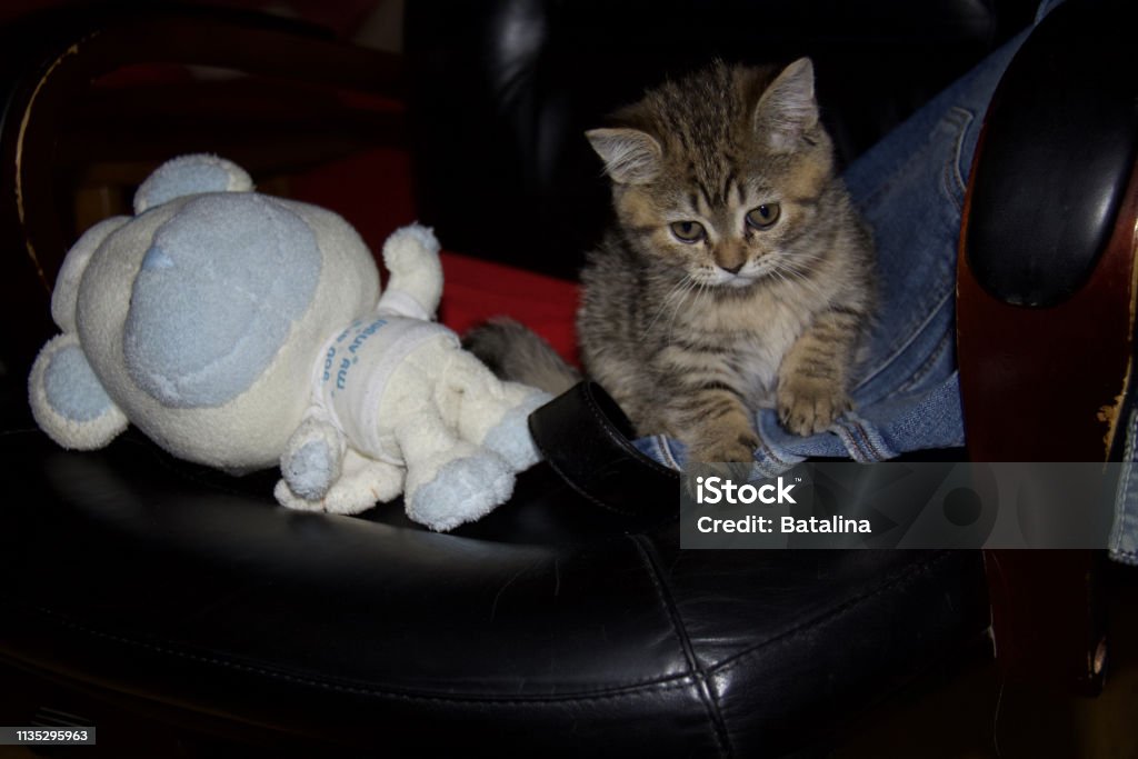 Scottish stright Beautiful kitty Animal Stock Photo