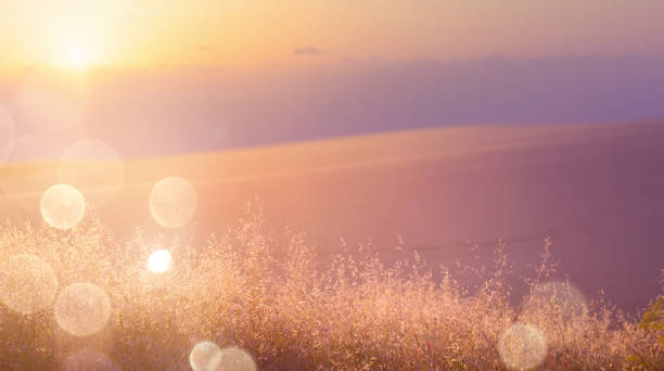 istock Art abstract  sunny meadow background 1135297350