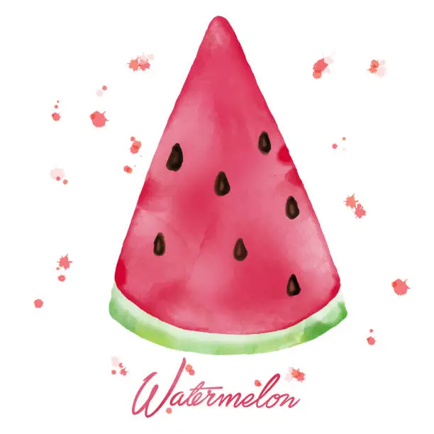 Vector illustration of Watercolor Watermelon Slice. Watercolor Hand Drawn Slice of Watermelon with Watercolor Drops. Summer Background Concept.