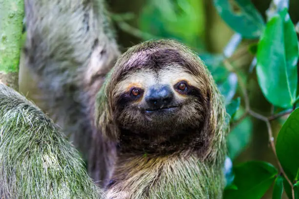Photo of sloth in Manuel Antonio National Park