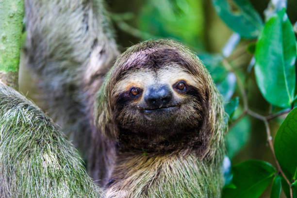 sloth in manuel antonio national park - tropical rainforest rainforest costa rica tree area imagens e fotografias de stock