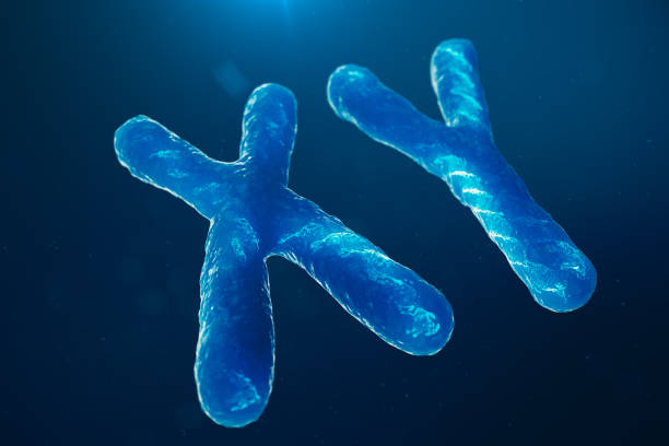 istock XY-Chromosomes with DNA carrying the genetic code. Genetics concept, medicine concept. Future, genetic mutations. Changing the genetic code at the biological level. 3D illustration 1135297810