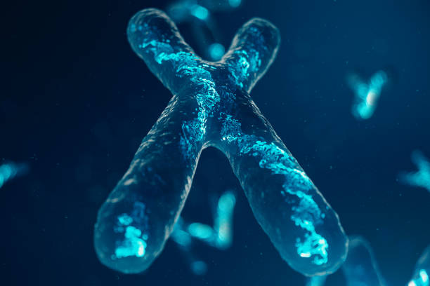 istock X-Chromosomes with DNA carrying the genetic code. Genetics concept, medicine concept. Future, genetic mutations. Changing the genetic code at the biological level. 3D illustration 1135297811