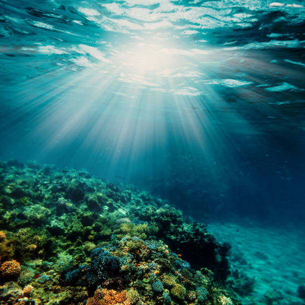 istock Underwater coral reef on the red sea 1135298833