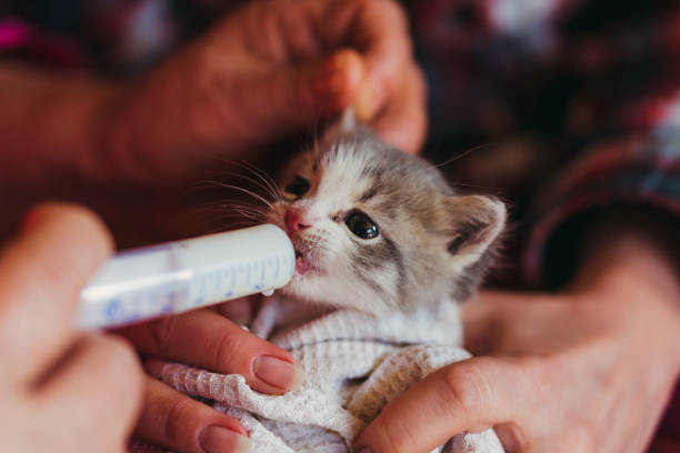 the little kitten is fed milk from a syringe. - kitten newborn animal domestic cat feline imagens e fotografias de stock