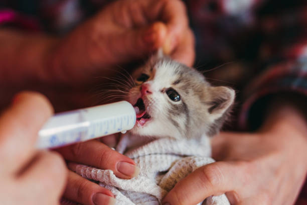 the little kitten is fed milk from a syringe. - kitten newborn animal domestic cat feline imagens e fotografias de stock