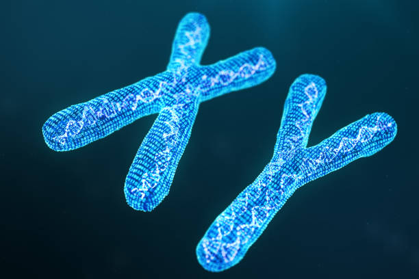 istock XY digital, artificial chromosomes with DNA carrying the genetic code. Genetics concept, artificial intelligence concept. Binary code in the human genome. Future, genetic mutations. 3D illustration 1135300161
