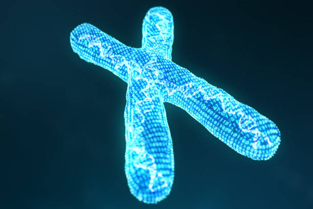 istock X digital, artificial chromosomes with DNA carrying the genetic code. Genetics concept, artificial intelligence concept. Binary code in the human genome. Future, genetic mutations. 3D illustration 1135300167