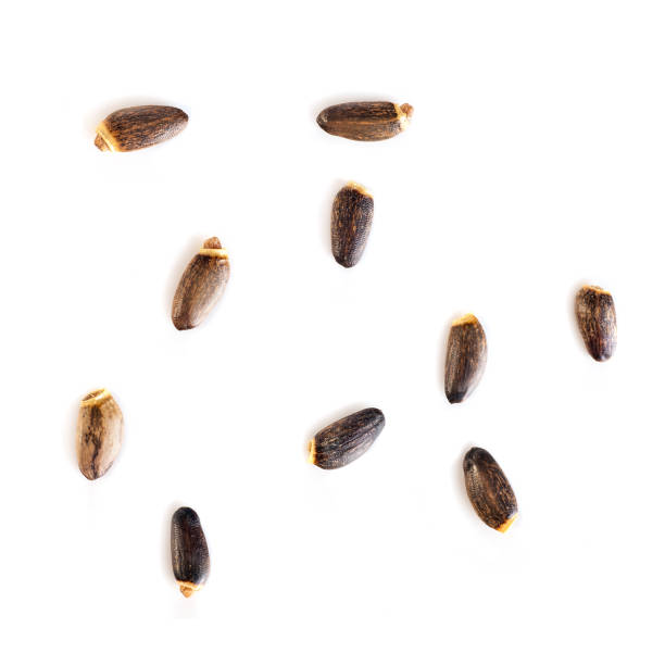 istock thistle seeds close up background isolated 1135301136