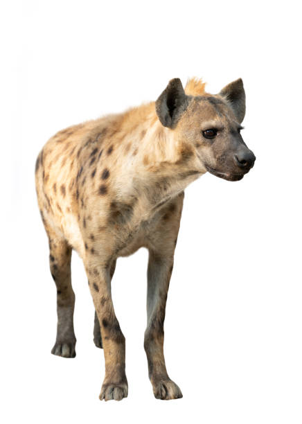 istock spotted hyena isolated on white background 1135302908