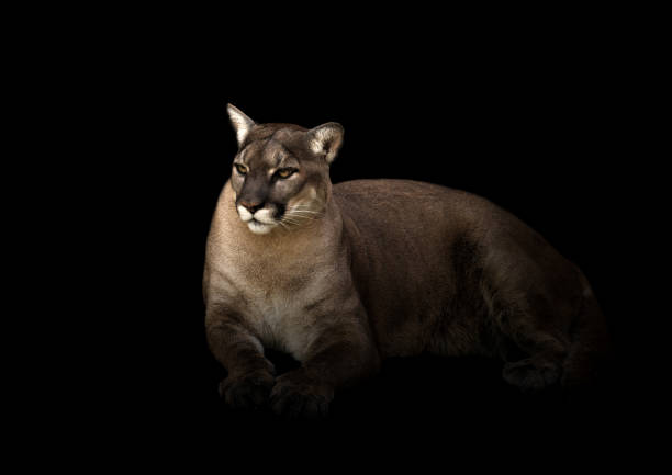 istock puma concolor or cougar in dark background 1135303133
