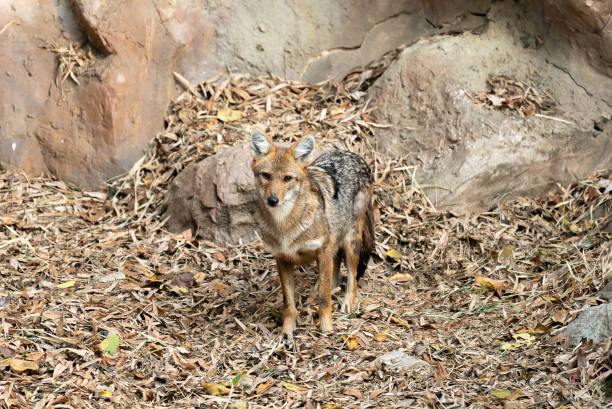 A female Golden Jackal, Canis aureus, aka European Jackal or Caucasian Jackal, walking across a sand-dune in Ultima Frontiera, part of the Danube Delta Biosphere Reserve, a UNESCO World Heritage site in eastern Romania.