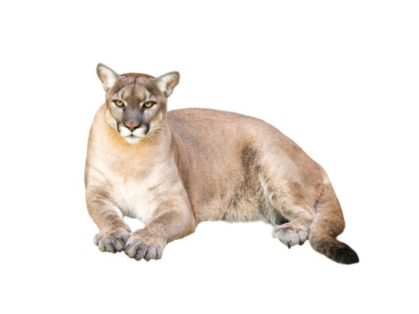 istock pima or cougar isolated on white background 1135303234