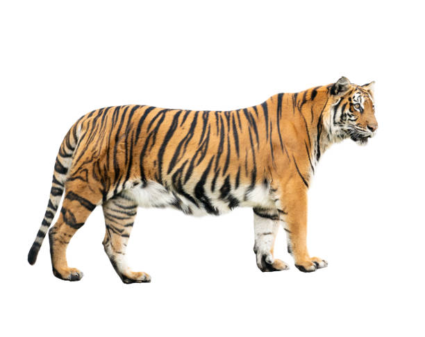 istock bengal tiger isolated on white background 1135303263