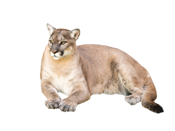 istock pima or cougar isolated on white background 1135303264