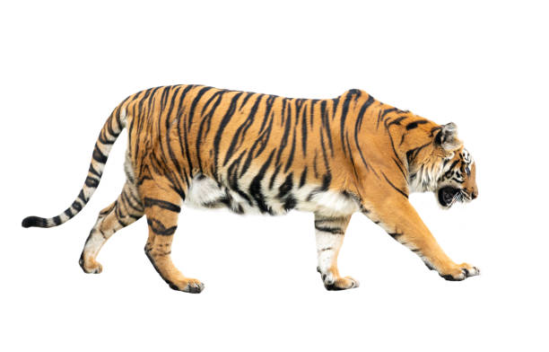 istock bengal tiger isolated on white background 1135303273
