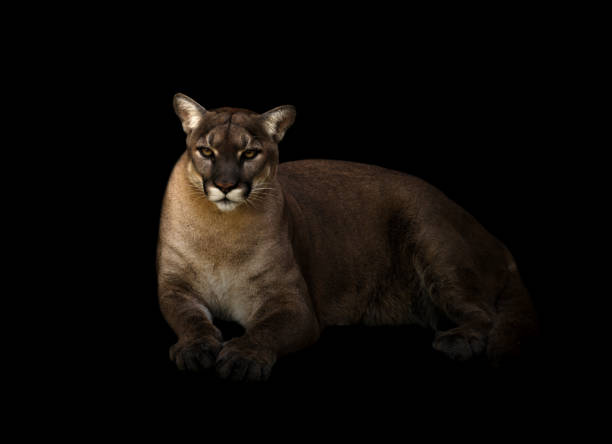 istock puma concolor or cougar in dark background 1135303294
