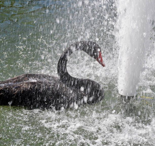 black swan in the lake