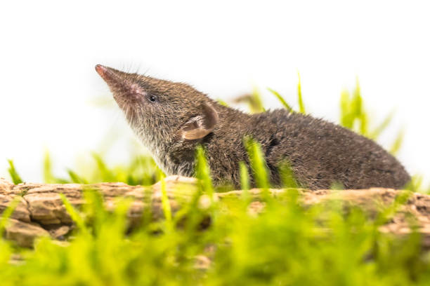 Greater White-toothed shrew (Crocidura russula) pointing its nose in the air, in green grass on white background
