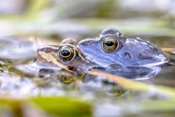 istock Moor frog couple in water 1135306681