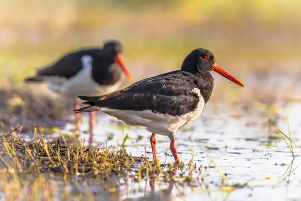Pied Oystercatcher (Haematopus ostralegus) couple wading on river bank while looking for food.