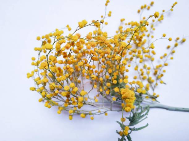 istock Small yellow flowers on the white background 1135306902