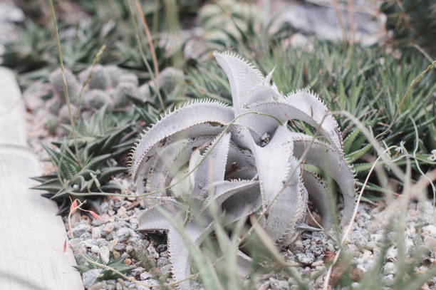 istock Succulent plant growing in a botanical garden 1135308205