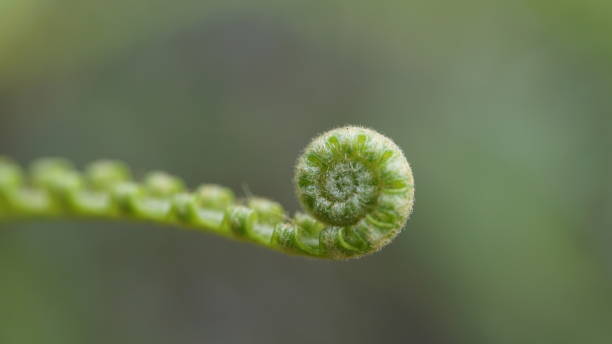 istock nature,hiking,close up,plant 1135308264