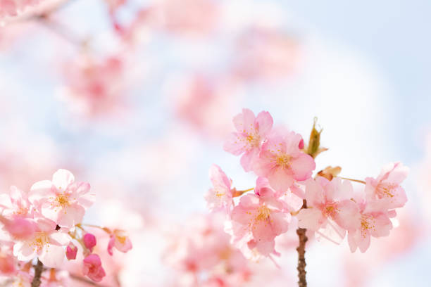 istock Beautiful Kawazu cherry blossoms in full bloom 1135309286
