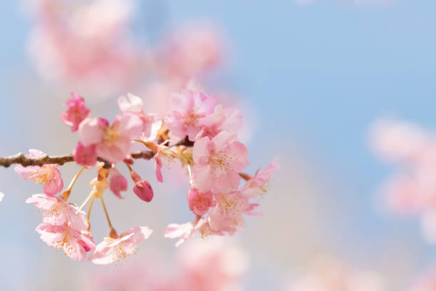 istock Beautiful Kawazu cherry blossoms in full bloom 1135309296