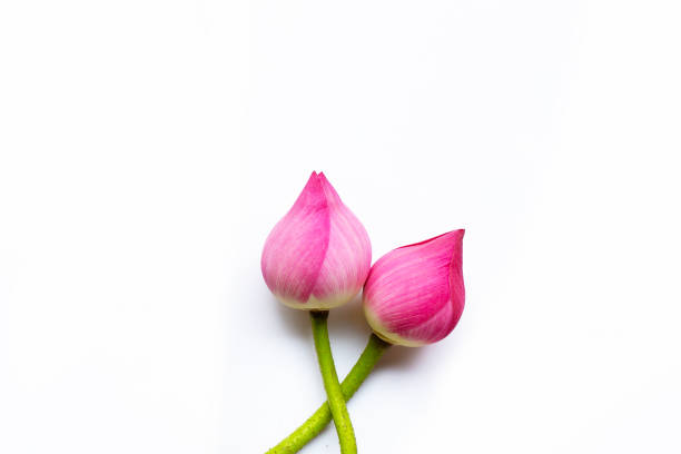 istock Lotus flowers on white. Copy space 1135309414