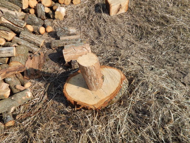 istock Cutting wood logs in the country 1135309747
