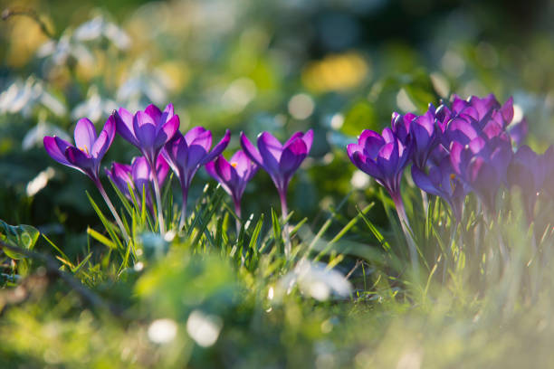 Purple crocus flowers in spring, close-up stock photo