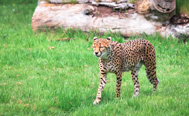 istock North African cheetah walking and licking its lips 1135311566