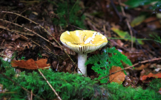 istock Common yellow russula mushroom in England 1135311703