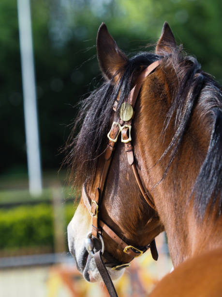 istock Horse Head Shot 1135311782