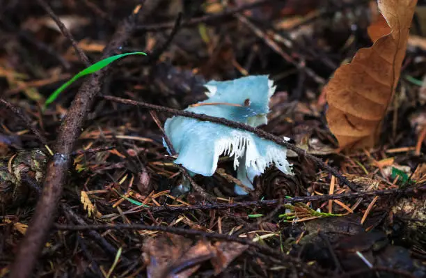 A blue roundhead mushroom (Stropharia caerulea) beginning to decompose in Nesscliffe, Shropshire, England.
