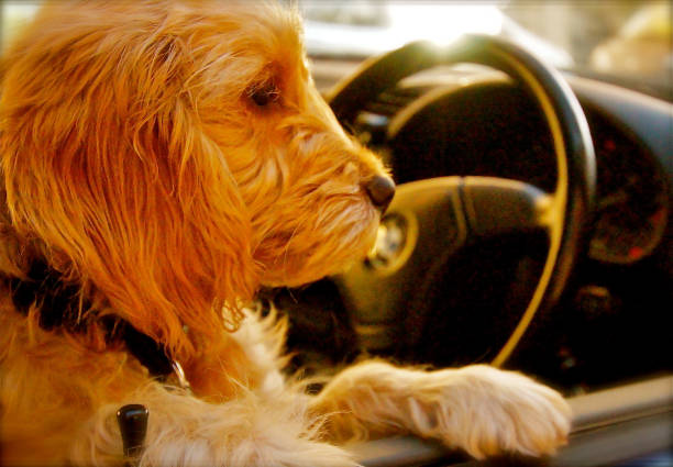 istock Cockapoo Puppy Dog sitting in a car 1135313141