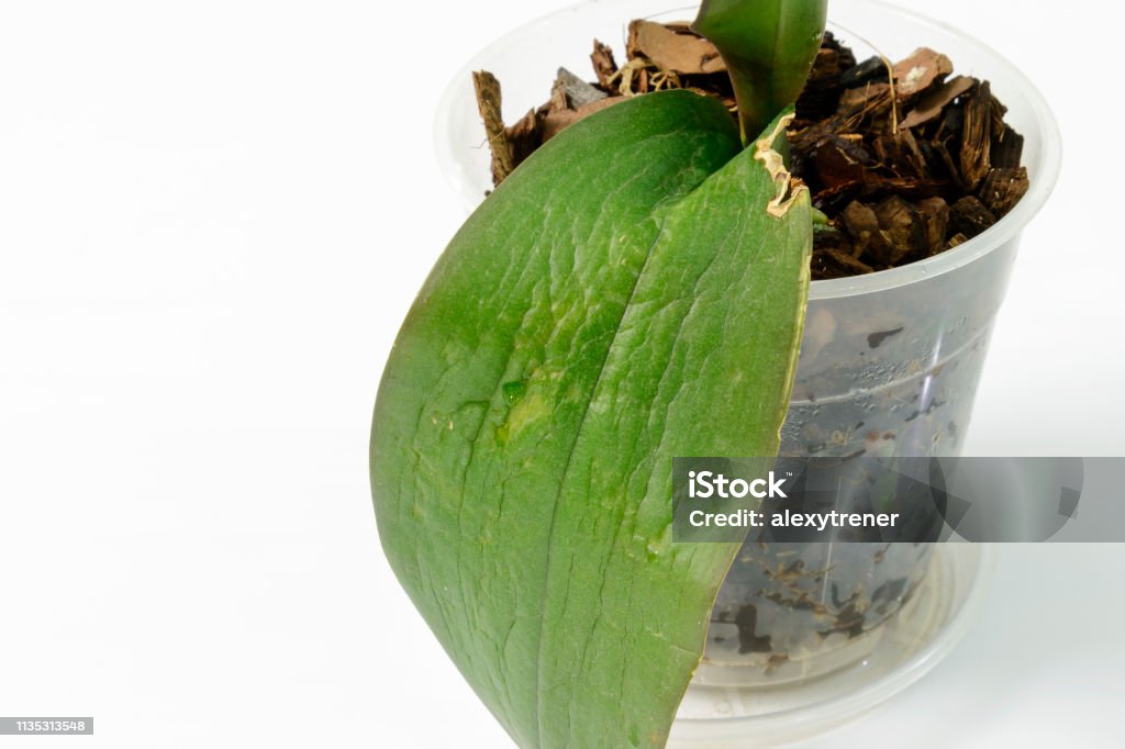 Nemoc Orchideji (orchidejí jsou, proudění vzduchu, vlhkosti vzduchu, kořeny jsou, listů orchidejí) Nemoc Orchideji