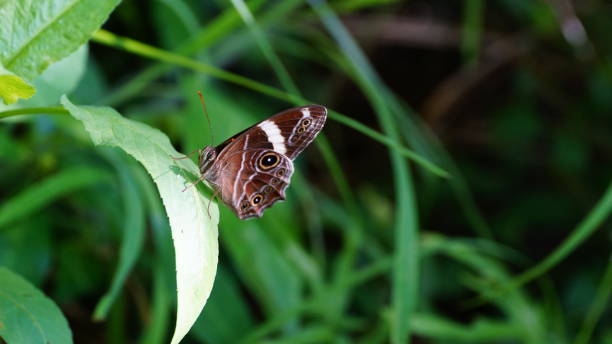 istock close up,butterfly,dragonfly,caterpillar 1135313552