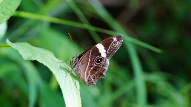 istock close up,butterfly,dragonfly,caterpillar 1135313648