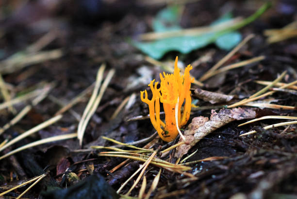 Yellow staghorn (also caled Jelly Antler Fungus, Calocera viscosa), growing in Nesscliffe, Shropshire, England.