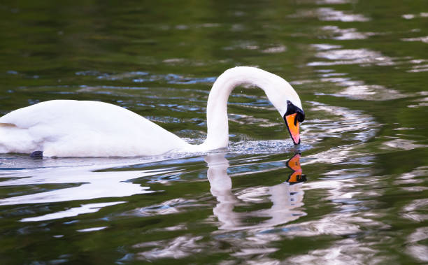 istock Mute swan swimming in England 1135314550